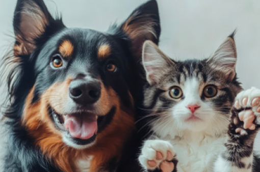 ¿Cómo desparasitar a tu mascota?